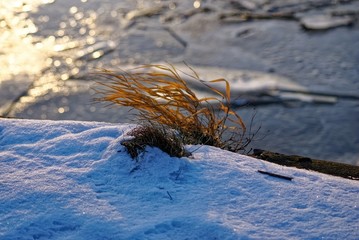 grass on the edge of the river embankment in winter, Moscow