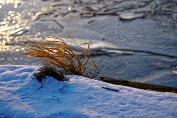 grass on the edge of the river embankment in winter, Moscow
