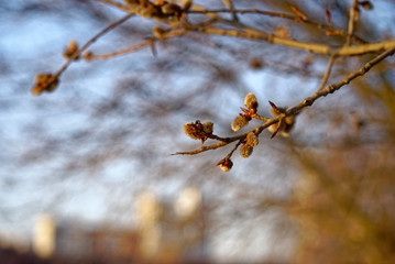 willow buds on a tree in winter at dawn, Moscow