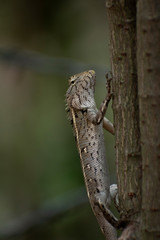 Reptile or oriental garden lizard on branch of tree