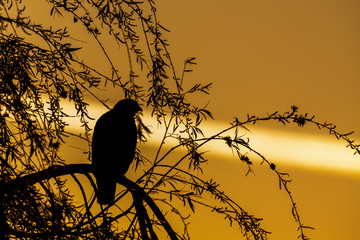 Silhouette of a Common buzzard (Buteo buteo) against the golden sky at early morning.