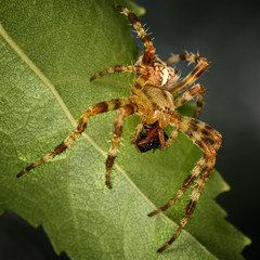 spider on a green leaf close up in the natural environment