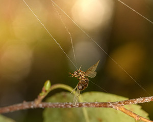 an insect caught in a spider's web, close-up in the natural environment