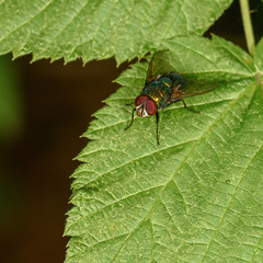 green fly close up on a green leaf in a natural environment