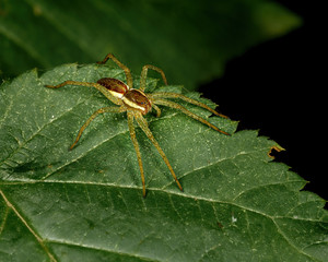 spider on a green leaf close up in the natural environment