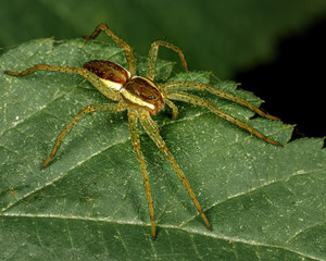 spider on a green leaf close up in the natural environment