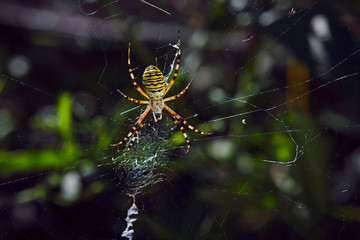 Wespenspinne ( Argiope bruennichi ).