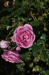 Light Purple Flower of Rose 'Enchanted Evening' in Full Bloom

