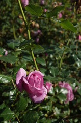 Light Purple Flower of Rose 'Enchanted Evening' in Full Bloom
