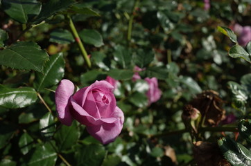 Light Purple Flower of Rose 'Enchanted Evening' in Full Bloom
