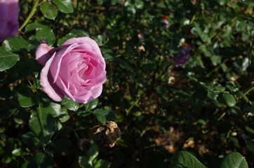 Light Purple Flower of Rose 'Enchanted Evening' in Full Bloom
