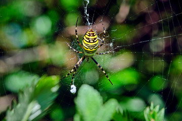 Wespenspinne ( Argiope bruennichi ).