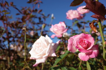 Fototapeta na wymiar Light Pink Flower of Rose 'Esmeralda' in Full Bloom 