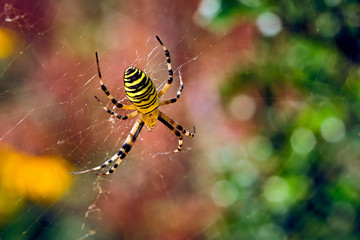 Wespenspinne ( Argiope bruennichi ).