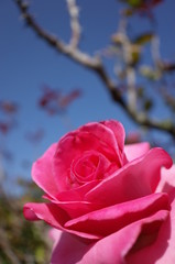 Light Pink Flower of Rose 'Esmeralda' in Full Bloom
