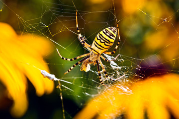 Wespenspinne ( Argiope bruennichi ).