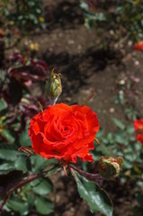 Orange Flower of Rose 'Esther Ofarim' in Full Bloom
