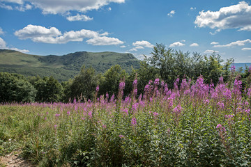 Kwiaty na połonienie w Bieszczadach © Wojciech