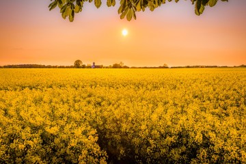 Field of yellow flowers