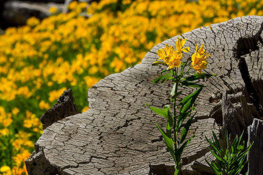 Closeup shot of blooming yellow Amancay wildflowers
