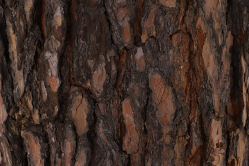 Beautiful real bark texture