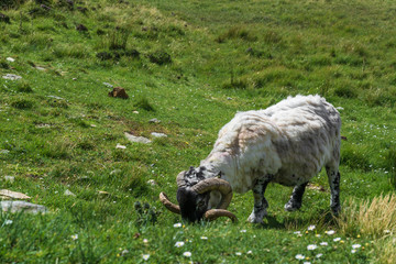 Fototapeta premium Sheep near Slieve League Cliffs, Ireland