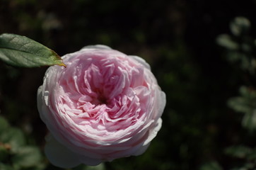 Faint Pink Flower of Rose 'Fen Zhang Lou' in Full Bloom
