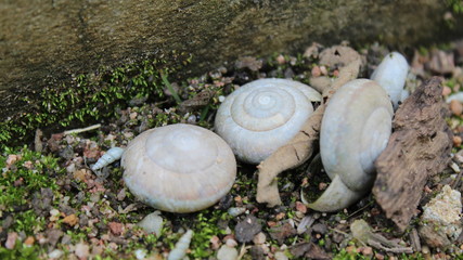 Background Shells, soil, trees, rocks