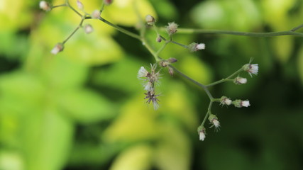 Green grass close up in aunt