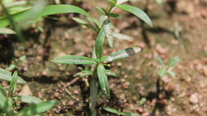 green plant growing in the soil