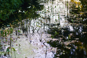 Close-up of water with sky reflection on the river with reeds and greenery