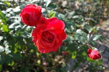 Red Flower of Rose 'Fidelio' in Full Bloom
