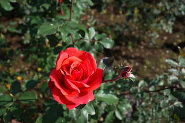 Red Flower of Rose 'Fidelio' in Full Bloom
