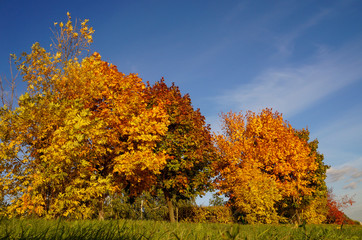 Fototapeta premium Autumn trees in the park in the sunny day