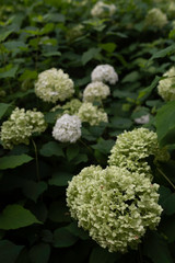 Blooming white Hydrangea arborescens, commonly known as smooth hydrangea, wild hydrangea in a garden. Focus on the bottom flower. Vertical image, copy space