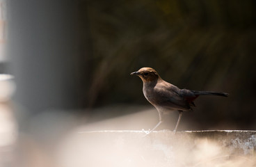 Indian Robin standing of cement pole