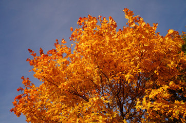 Autumn leaves against the blue sky