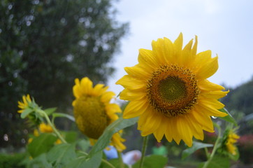 sunflower on a rainy day. It includes negative space. 
