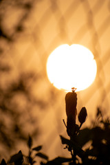 Silhouette image flower bud with Sun in background