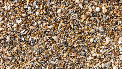 Debris of sea shells in different colors at a sandy beach on a sunny day