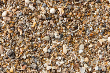 Debris of sea shells in different colors at a sandy beach on a sunny day
