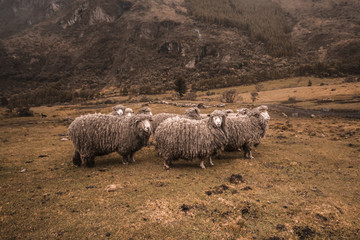 Herd of Lincoln sheep grazing in the wooded mountains