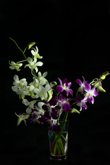 Purple and white orchid flowers with black background