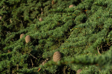 szyszki drzewo zieleń natura przyroda igły © Piotr