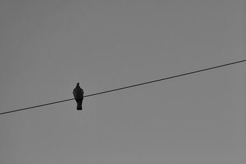 Minimalistisch Bild einer Taube auf einer Stromleitung