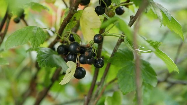 Fruits of black currant berries from the bushes in the summer garden, ready to harvest. Juicy ripe berries of a black currant on a bush. Garden berries background. Close-up