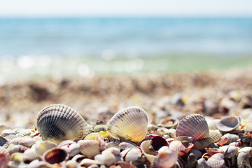sea shells on the beach