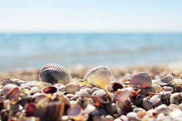 seashells on the beach