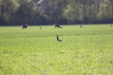 deer in the field