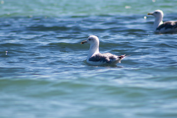 A Seagull floats on the water